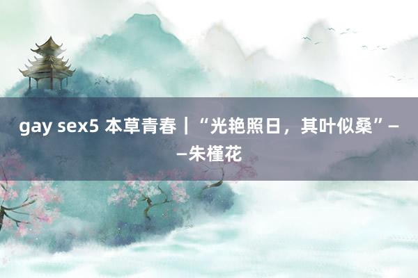 gay sex5 本草青春｜“光艳照日，其叶似桑”——朱槿花